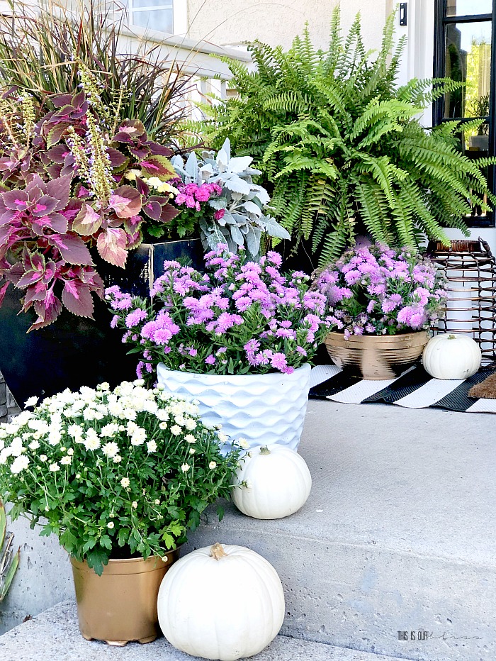 Fall Front porch with mums ferns and planters white pumpkins - easy ideas for Fall decor on the porch - This is our Bliss