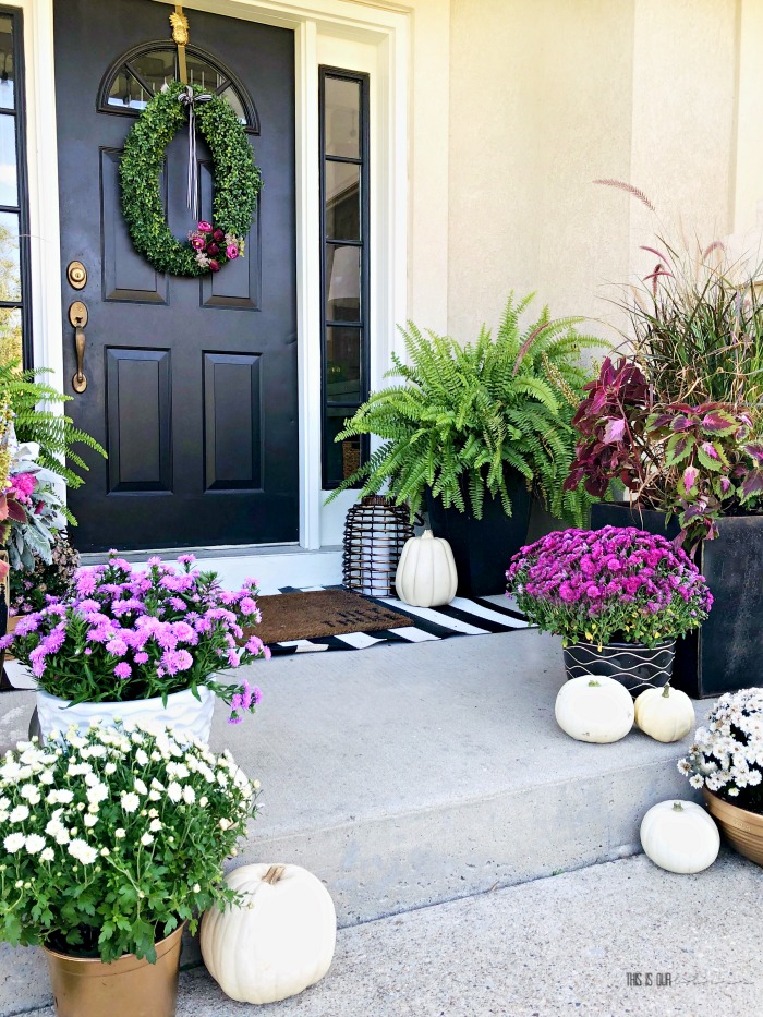 Fall front porch with pink purple mums and white pumpkins - gold planters with mums - This is our Bliss