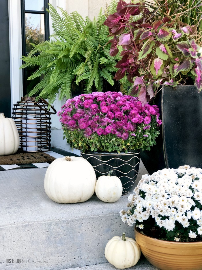 Pink & White Fall Front Porch - Easy ways to update it for the season - Fall Front Porch decor with Mums & white pumpkins - This is our Bliss
