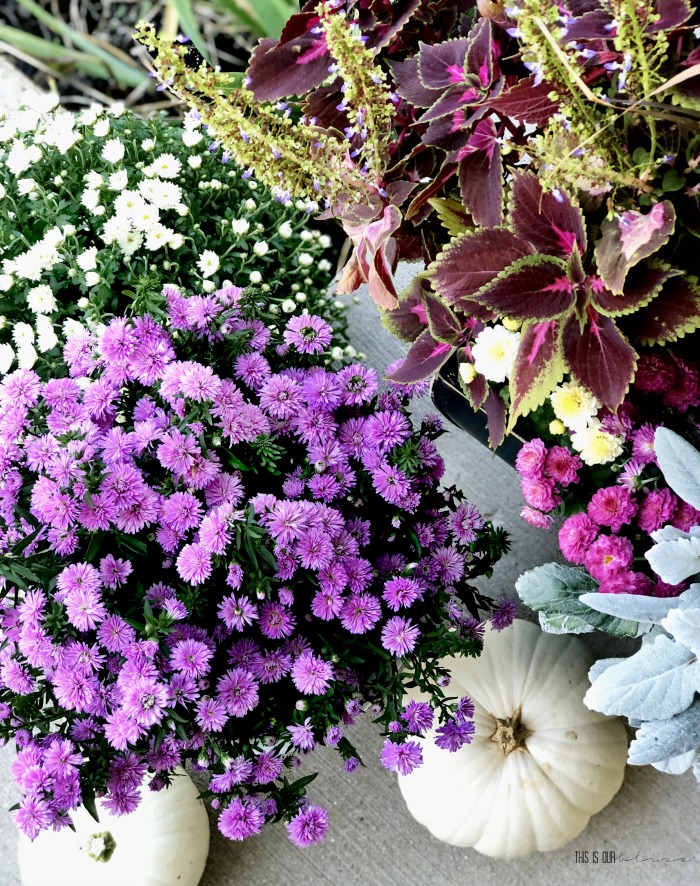 pink and purple mums on front porch with white pumpkins - gold and black planters with mums - This is our Bliss