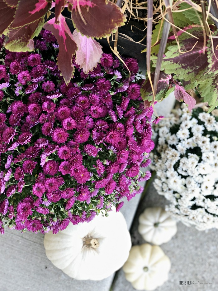 purple and white mums on the front steps - Fall Front porch ideas - This is our Bliss