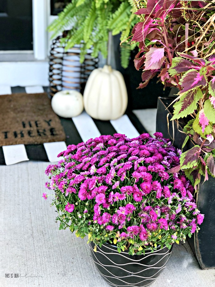 purple mums on front porch steps for Fall - This is our Bliss
