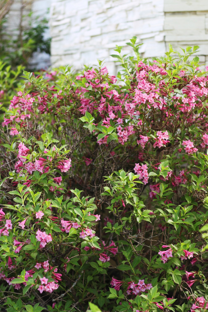 Weigela flowering bush - This is our Bliss