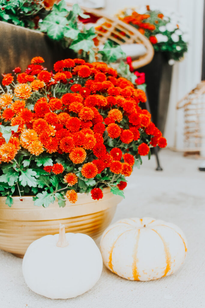 gold pots on the porch with Fall mums - This is our Bliss
