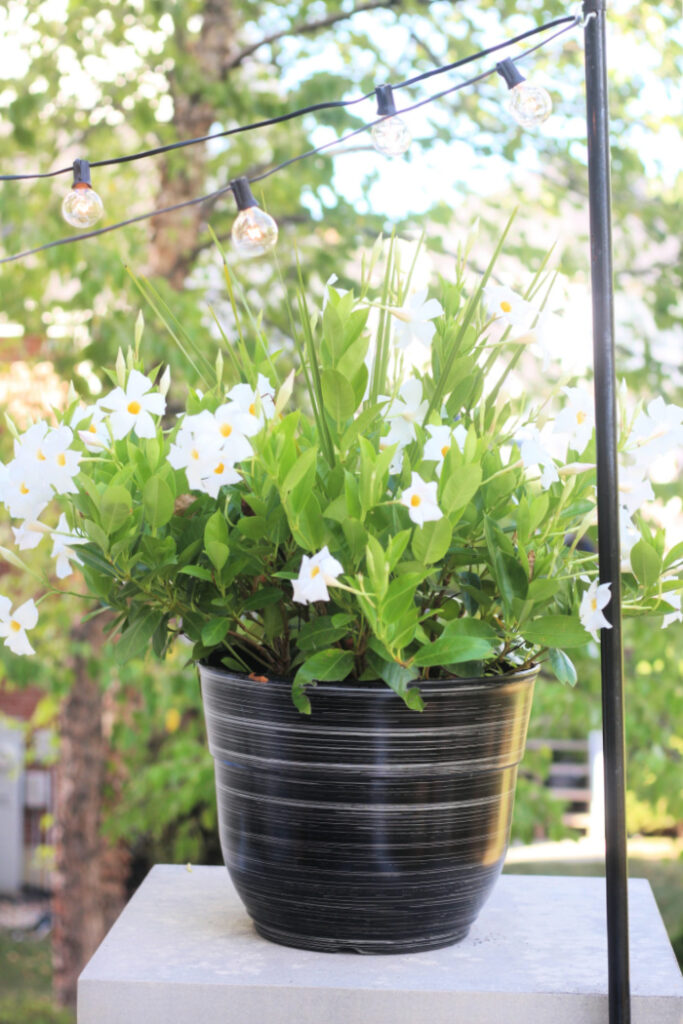 black planters with white flowers on deck columns and lights - this is our Bliss