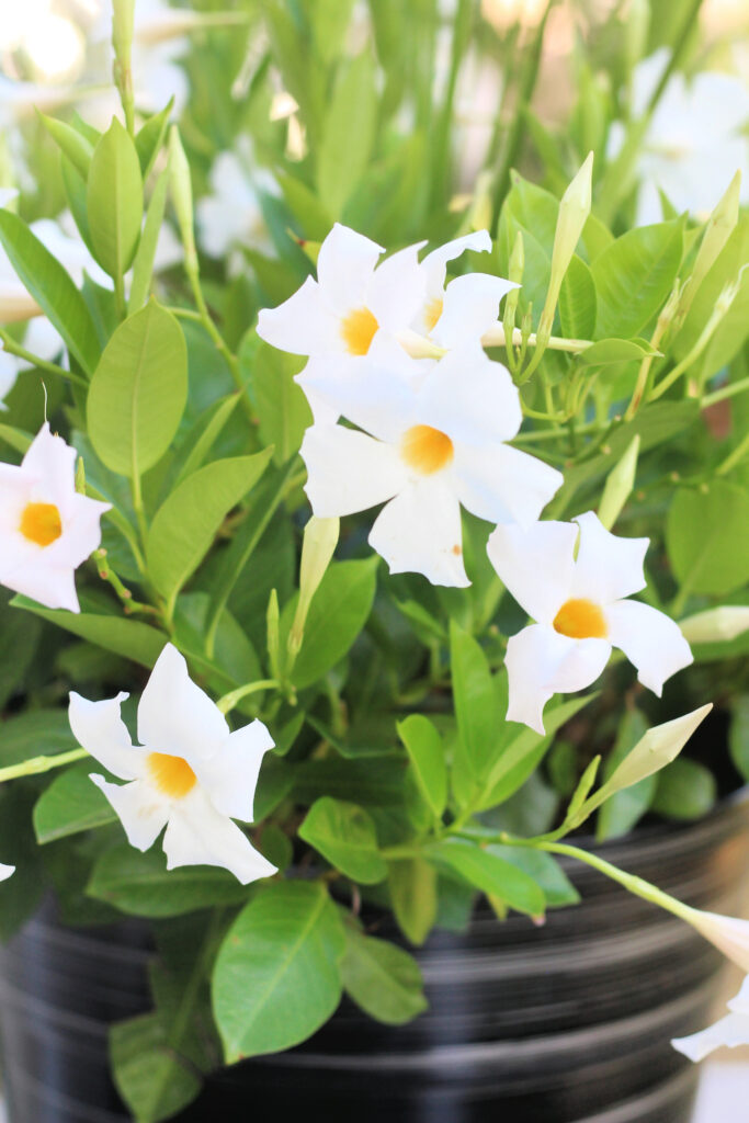 white mandeville on deck in planters - trailing flowers